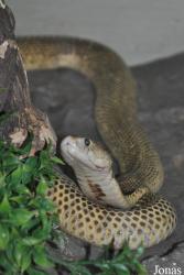 Snake Farm