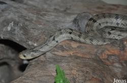 Oligodon sp.