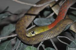 Snake Farm