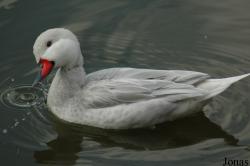 Anas bahamensis
