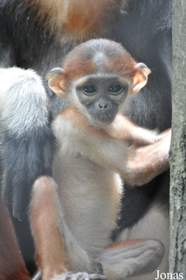Safari World