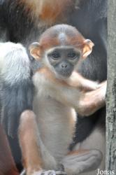 Safari World