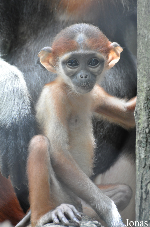 Safari World