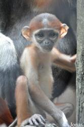 Safari World