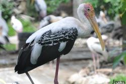 Dusit Zoo