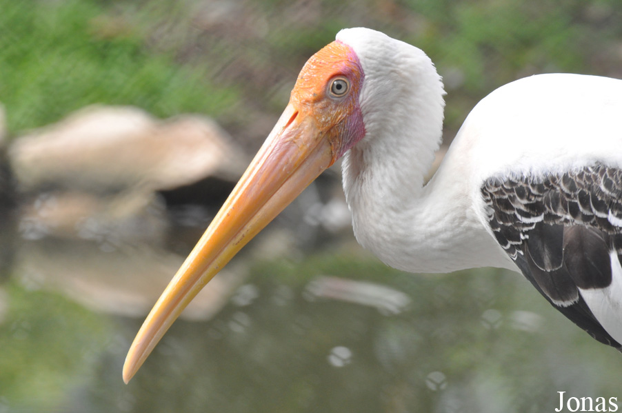 Dusit Zoo