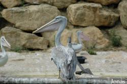Zoo d'Amnéville