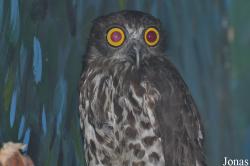 Ninox scutulata