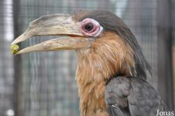 Anorrhinus tickelli