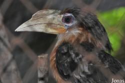 Anorrhinus austeni