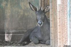 Dusit Zoo