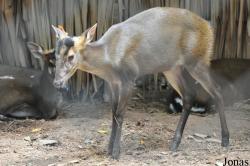 Dusit Zoo