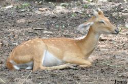 Dusit Zoo