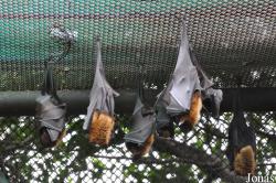 Dusit Zoo