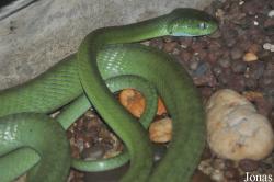 Boiga cyanea