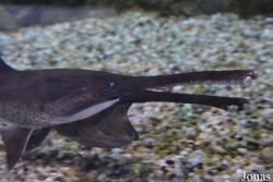 Polyodontidae