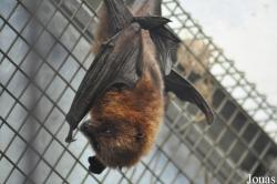 Durrell Wildlife Conservation Trust