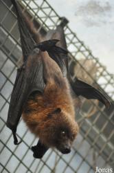 Durrell Wildlife Conservation Trust