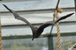 Durrell Wildlife Conservation Trust