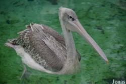 Pelecanus rufescens