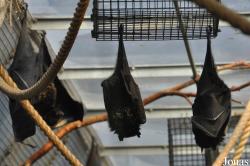 Durrell Wildlife Conservation Trust
