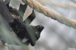 Pteropus livingstonii