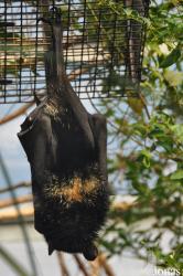 Durrell Wildlife Conservation Trust