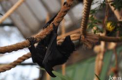 Durrell Wildlife Conservation Trust