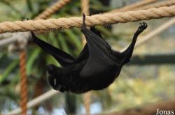 Durrell Wildlife Conservation Trust