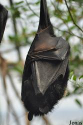 Durrell Wildlife Conservation Trust