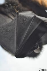 Durrell Wildlife Conservation Trust