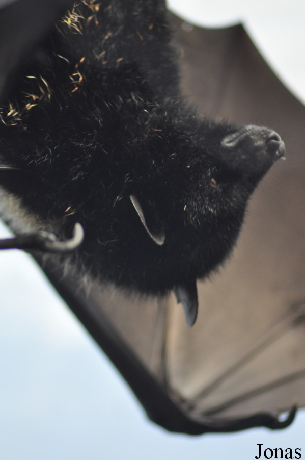 Durrell Wildlife Conservation Trust