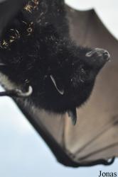 Durrell Wildlife Conservation Trust