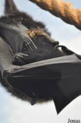 Durrell Wildlife Conservation Trust
