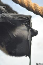 Durrell Wildlife Conservation Trust