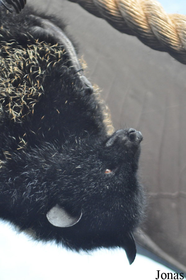 Durrell Wildlife Conservation Trust