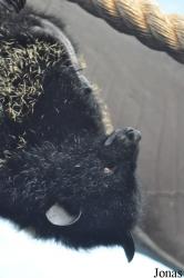 Durrell Wildlife Conservation Trust