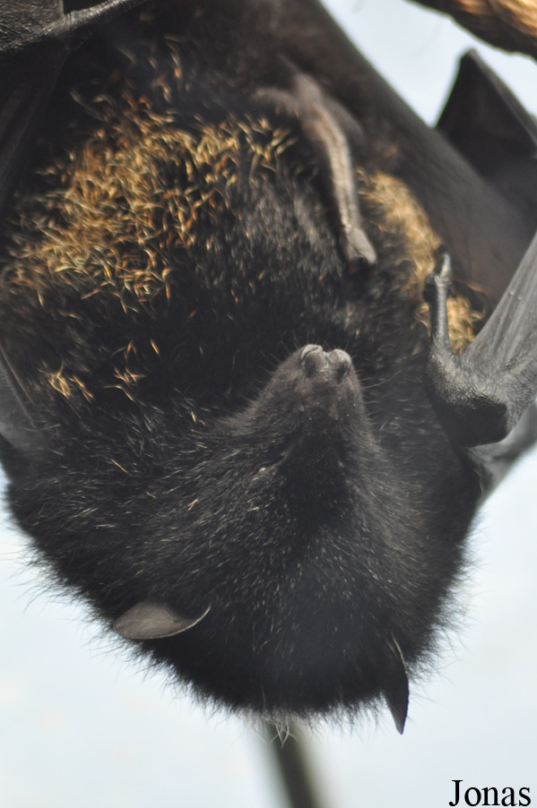 Durrell Wildlife Conservation Trust