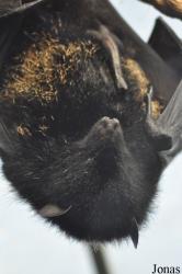 Durrell Wildlife Conservation Trust