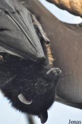 Durrell Wildlife Conservation Trust
