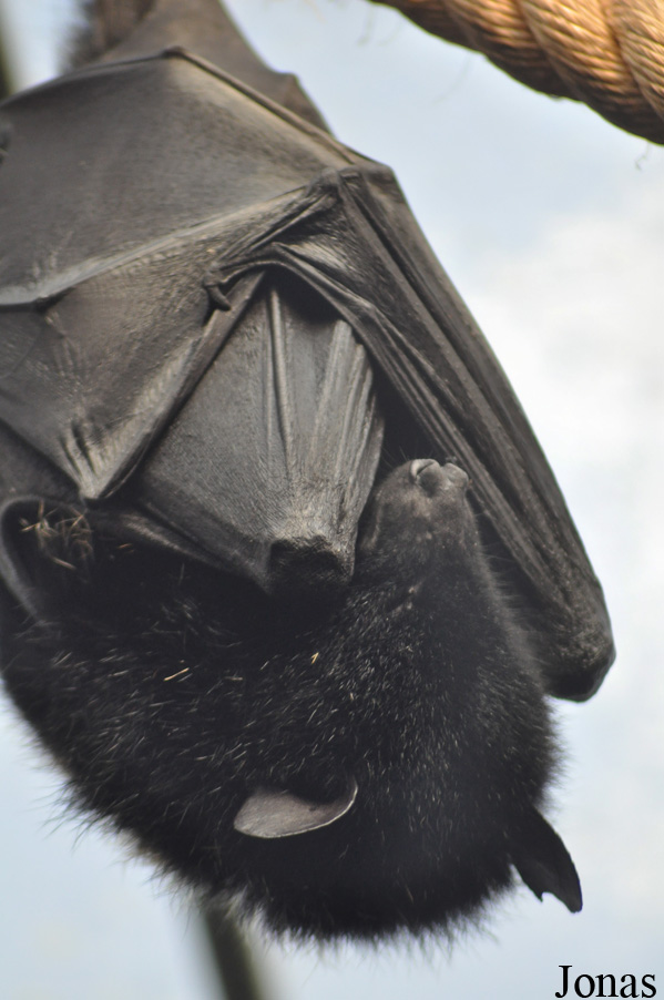 Durrell Wildlife Conservation Trust