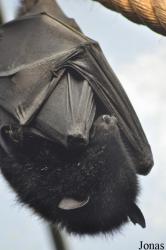 Durrell Wildlife Conservation Trust