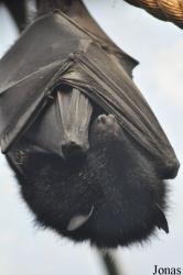 Durrell Wildlife Conservation Trust