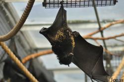 Durrell Wildlife Conservation Trust