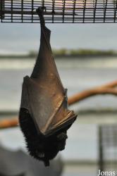 Durrell Wildlife Conservation Trust