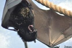 Durrell Wildlife Conservation Trust