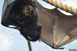 Durrell Wildlife Conservation Trust