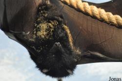 Durrell Wildlife Conservation Trust