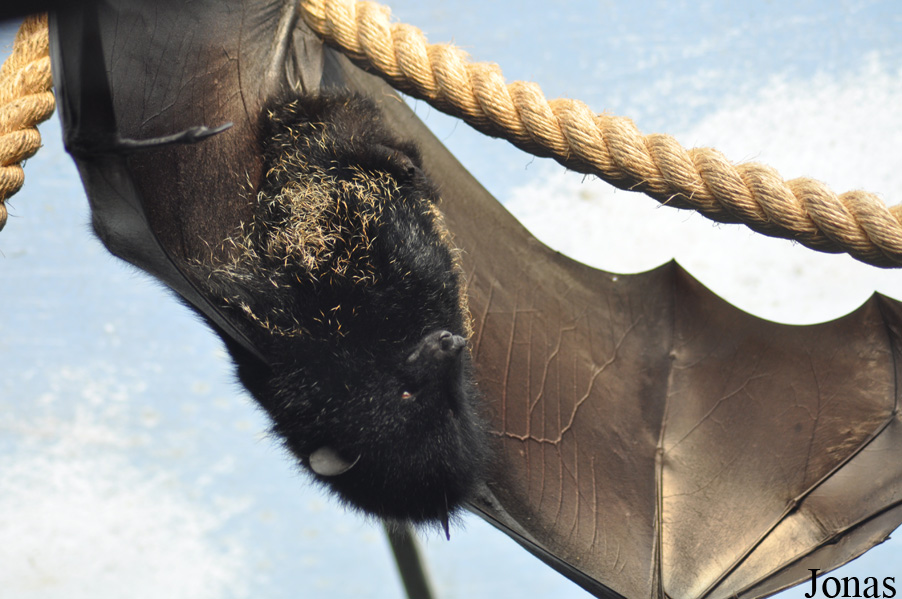 Durrell Wildlife Conservation Trust