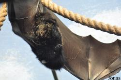 Durrell Wildlife Conservation Trust